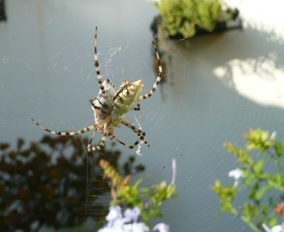 Argiope lobata